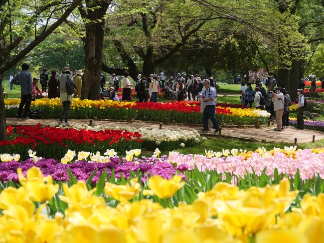 今年こそは本場オランダのキューケンホフ公園へと思っていたが連れの長期休暇が取れないので断念しました。(涙)<br />そんな訳で昨年に引き続き、245種25万株の昭和記念公園のチューリップガーデンに行ってみた。<br />また、隣接する秋の黄葉シーズンの有名な人気スポット「イチョウ並木」にも行ってみた。こちらはチューリップガーデンと対照的にガラガラ。新緑シーズンの穴場かも。