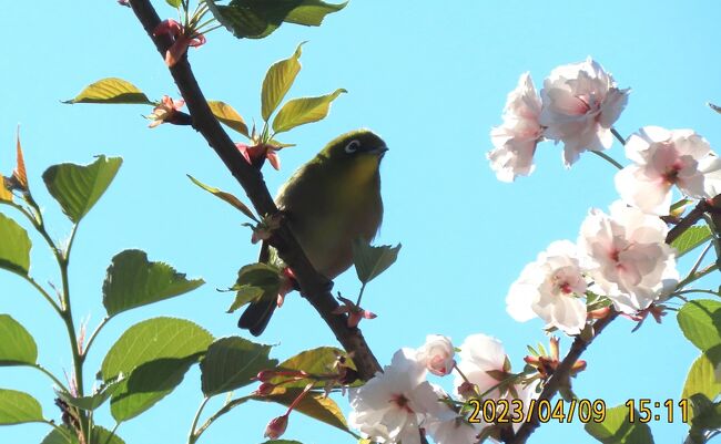 4月9日、午後2時過ぎに川越市の森のさんぽ道へ行きました。　この日の気温は18℃くらいで晴天でした。蝶の観察を主に行いましたが、バードウオッチングもしました。　新緑になり、バードウオッチングはしにくくなりました。　このためにまだ咲いている桜の花に集中して見ているとスズメ、メジロが見られました。また、すぐ近くにはシジュウカラも見ることが出来ました。奥の森では相変わらず、ツグミが見られました。しかもかなり目につきました。　ヒヨドリは鳴き声で見られました。<br /><br /><br /><br />*写真は桜の樹で見られたメジロ
