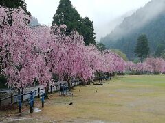 リハビリ桜の北陸旅行3日目（最終日）2023/4/8