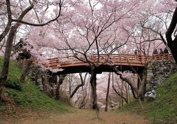 信州桜旅・・天下第一と称される圧巻の桜、高遠城に千五百本桜を訪ねます。