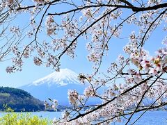 富士山と桜を見る