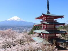 富士山と桜三昧　富士・河口湖さくら祭りと温泉