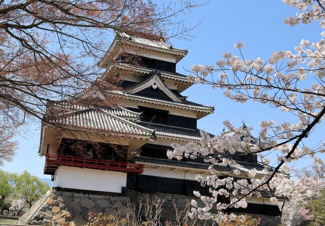 今回の旅行は阪急交通社の、「高遠桜・松本城公園・上田城千本桜 / 春の信州 桜名所ベスト3と名湯・湯田中温泉 3日間」です。添乗員の同行はなく、現地ガイドもない、フルーツアースタイルになっています。<br /><br />JR中央線の新宿駅～茅野駅の往復（特急あずさ）は各自乗車、湯田中温泉「ホテル豊成」には連泊、茅野駅と松本城・上田城・高遠城へはホテルのバスが送り迎え、朝夕食付の2泊3日で1人34,900円と格安の旅でした。<br /><br />松本城は戦国時代の永正年間に造られた深志城が始まりで、豊臣秀吉が石川数正を松本城に封じ、その息子の康長によって現在の天守が築造されています。現存する五重六階の天守の中で日本最古の国宝のお城です。<br /><br />お堀に浮かぶ漆黒の松本城天守が、北アルプスの山々に映えて、見事な景観を造りあげています。また、松本城公園や本丸庭園には、約300本の桜が植えられおり、お堀と城郭を囲む素晴らしい桜景色を楽しめます。