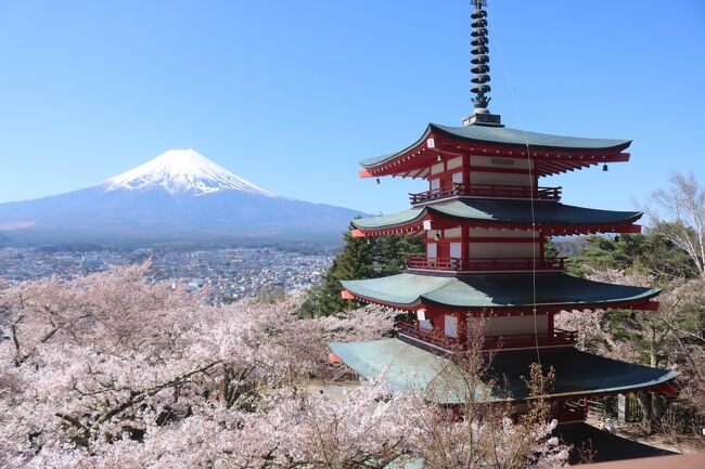 HISのバスツアーで富士・河口湖　さくら祭りに行ってきました。<br />桜と富士山のコラボといちご狩りと温泉の癒しの旅でした。<br />全国旅行支援適用だったのでお得に行けました！<br /><br />■ツアー名<br />【東京発】【全国旅行支援】桜色に染まる山梨へ！富士山×桜の共演が美しい「新倉富士浅間神社」と河口湖散策♪絶景露天風呂「ほったらかし温泉」＆5種いちご狩り食べ放題◆<br />■出発日　2023年4月10日 (月)<br />■出発地　東京<br />■出発時間　7:00<br />■人数　1名様<br /><br />【集合時間】<br />6:45<br /><br /><br />※出発15分前までに集合<br />東京（7：00発）<br />↓<br />＜高速道＞<br />↓<br />新倉富士浅間神社<br />（富士山×桜×五重塔の絶景をお楽しみ）<br />↓<br />河口湖<br />（湖畔沿いに植えられた約200本の桜観賞）<br />↓<br />峠の茶屋<br />（山梨と言えばほうとう♪大人気のかぼちゃほうとう鍋の昼食）<br />↓<br />山梨県南アルプス市<br />（5種いちご狩り食べ放題／30分）<br />↓<br />ほったらかし温泉<br />（甲府盆地一望の絶景露天風呂でご入浴）<br />↓<br />＜高速道＞<br />↓<br />東京（18：30頃着予定）