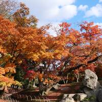 晩秋の「日本３名園」岡山後楽園と宇喜多、池田の城・岡山城