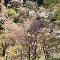 厳かな高野山、最高の桜日和の吉野山