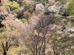 厳かな高野山、最高の桜日和の吉野山