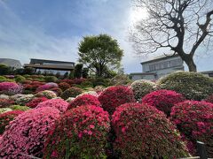 4月の花巡り　根津神社　亀戸天神　新宿御苑　