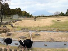 やっと宮崎鹿児島レッサーパンダ遠征４泊３日（６）平川動物公園（１）園内色々～学習館の展示や写真展＆は虫類館や桜島とアフリカゾーンの動物たち他