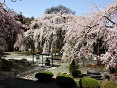 今年の桜は早咲きだったが、まだまだ間に合う信州は”東信”エリアのお花見会！！！