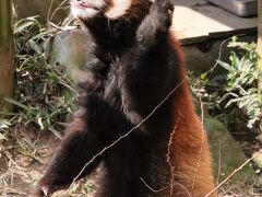 やっと宮崎鹿児島レッサーパンダ遠征４泊３日（８）平川動物公園（３）レッサーパンダ全員トレーニングが屋外で見られた幸運＆隣人のオランウータン他