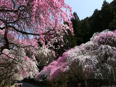 「小夜戸大畑花桃街道」のハナモモ_2023_ほぼ満開、綺麗に咲き揃っていました（群馬県みどり市）