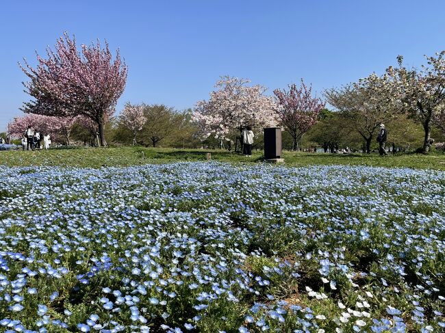 東京都足立区にある舎人公園へネモフィラと八重桜を見に行ってきました。
