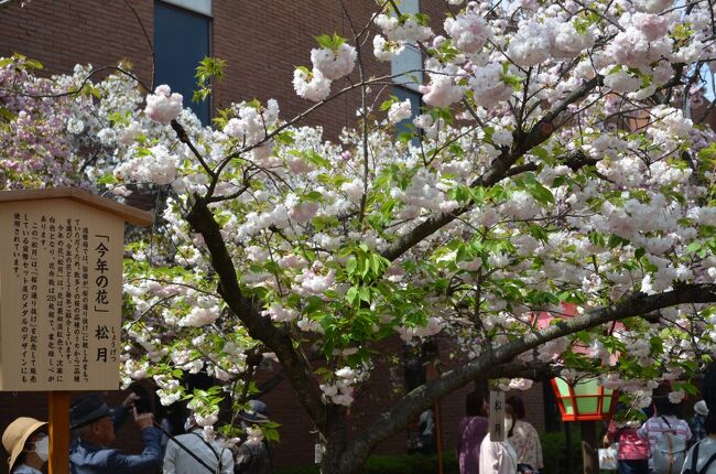 前回の宝塚近辺の桜見学に引き続き、大阪造幣局編を記載します。<br />「大阪造幣局の通り抜け」は、コロナで2年間中止し昨年は抽選漏れにより3年間拝観できませんでした。<br /><br />今年は、4月7日から13日迄の7日間入場制限し開催される事が判明し、即申し込み4月11日の13:30入場を確保しました。<br />（申込み時点にて殆どの日が予約完了になっていまして選択の余地が有りませんでした・・・・天候も気になり雨が降ればキャンセルするつもりでした。）<br /><br />「大阪造幣局の通り抜け」は明治16年より開催されており今年で140周年になり、桜は140種類339本で、人気全国６位の人気で当然大阪市内では１位になっています。<br />立地条件も大阪市内の中心部で入場料は無料で普段入れない場所（造幣局の敷地内）ですので拝観者はコロナ前は100万人を超え何時行っても人混みが凄く特に隣国の観光客が大勢ツアーで来ていました。<br />※昔仕事の関係で夜しか拝観出来ず通路が人の歩きによる砂煙りが黄砂の如く舞上がり前が見えづく通勤時の満員電車の様で入場から退場まで人に押され落ち着いて桜を見る所では有りませんでした。<br /><br />現役を外れてからは平日ゆっくりと鑑賞・撮影出来る日時を選択し訪問しています。<br />特に今年は事前予約が条件ですので隣国の方達も少なくゆっくり出来ました。<br />桜の種類も多く非常に色鮮やかで心落ち着けストレス（コロナにより外出が出来ない）解消になりました。<br /><br />今年は少しづつ旅の回数を増やして行きたいと思っていますが、冠婚葬祭（葬祭）の増加と終活（居住地の変更）等により如何か心配です。<br /><br /><br /><br /><br />