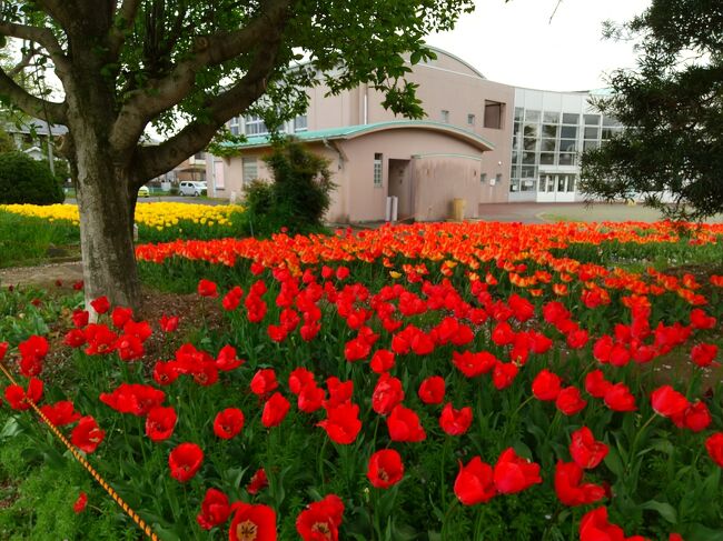 ４月６日、今日は小学校、中学校の入学式です！<br />今年は桜の開花が例年よりも早かったので、せっかくの入学式も葉桜になってしまってほとんど散ってしまった状態でした…(-_-;)<br /><br />南足柄市の狩川沿いにある「春木径」の春めき桜もすっかり散って緑の葉っぱだけになってしまいました。<br /><br />その「春木径」を小田原方面に下って行くと塚原方面に「中部公民館」があります。<br />その公民館のグランドにチューリップを植えている花壇があって、色取り取りの花が咲いています♪<br /><br />こちらもやはり例年通り開花が早いようです！<br />お散歩がてらお花見に出かけました(⌒∇⌒)