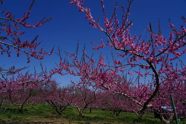 新府桃源郷の桃が見頃だと言うので、久しぶりに訪れることにした。そこは、果物の桃を栽培している農地が広がり、春の花の時期には、一面の桃の花で覆われる。16年前に訪れ、その美しさに感動したのだが、ようやくまた訪れることとなった。<br /><br />（2023.04.14 投稿）