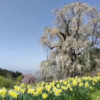 信州高山しだれ桜巡り