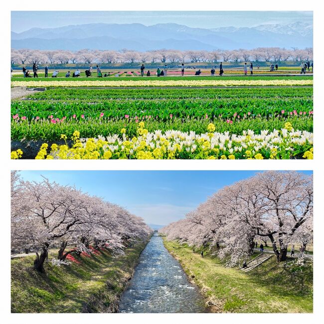 残雪の後立山連峰を背景に、桜並木、チューリップ、菜の花が一緒に見られる&quot;あさひ舟川『春の四重奏』&quot;の風景に心を掴まれ、3泊4日で訪れた富山旅の二日目、いよいよその日がやってきました！<br /><br />朝食後に『春の四重奏』が見られる&quot;あさひ舟川&quot;に行き、午後は富山市内に戻り、市内観光の続き（富岩運河環水公園＆富山県美術館、富山ガラス美術館など）をしました。<br /><br />□4/3 大阪ー富山（約5時間）富山市内観光［ANAクラウンプラザ富山］泊<br />■4/4 あさひ舟川訪問 午後富山市内観光　［富山エクセルホテル東急］泊<br />□4/5 新湊 橋めぐり　雨晴海岸　氷見の桜めぐり　［くつろぎの宿 うみあかり］泊<br />□4/6 氷見ー砺波 チューリップ四季彩館　帰阪（約4時間）<br /><br /><br />