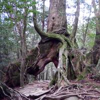 天気に恵まれた屋久島（選択を間違え後悔の登山）