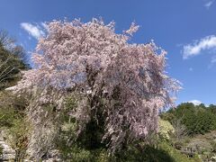 吉野千本桜は間に合わず諦めていたけどしだれ桜は見事で感激！