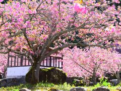 さくら色の雲海ひろがる『一心寺』