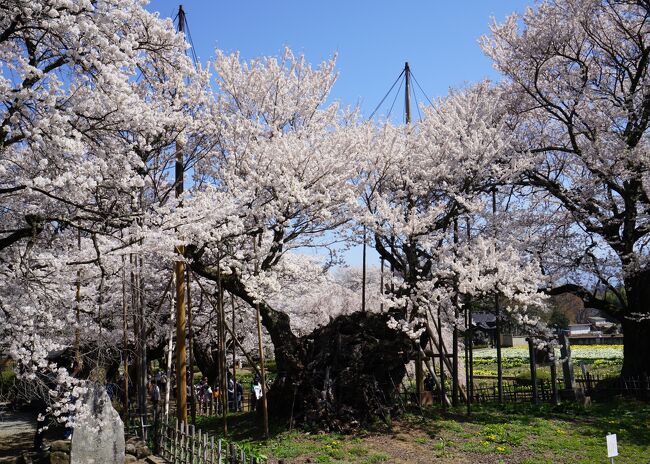 今年も妹と甥っ子たちを連れて日本三大桜の一つで、日本最古(樹齢二千年)の桜、山高神代桜を見に行ってきました。
