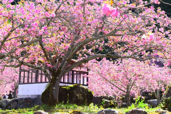 大分市にある一心寺。<br />ここは、境内に８００本とも言われる八重桜（ぼたん桜）が咲き誇る名所です。<br /><br /><br />自宅のある鹿児島からは、阿蘇を越えてのアクセス。<br />阿蘇まではドライブですが、阿蘇を超えると、もうそれは私にとって『旅』です(^-^;