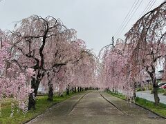 枝垂桜満開の日中線跡