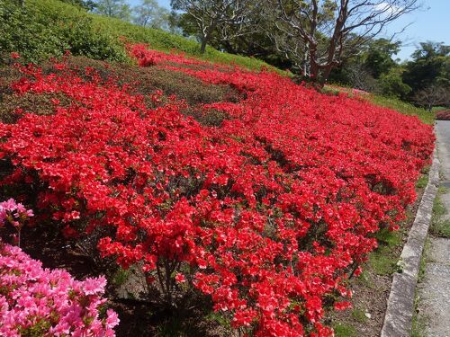 万博記念公園のつつじヶ丘でつつじの種類の多さに驚く。』吹田・万博