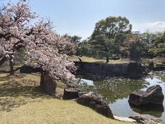 お城めぐり、二条城、嵐山の桜