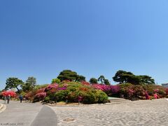 「つつじが岡公園」のツツジ_2023_すでに満開の木もあり、見頃が始まっていました（群馬県・館林市）