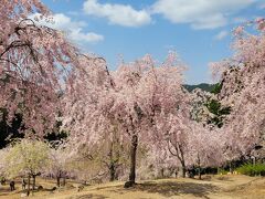 しだれ桜