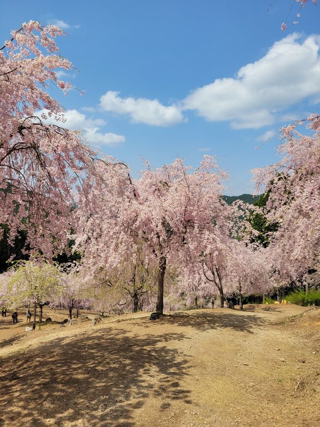 3日目は枝下桜の山高見の郷を訪れました。<br />近鉄榛原駅から1日1往復の臨時バスで行かれます。こちらは満開の桜を堪能しました