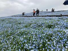 ひたちな海浜公園のネモフィラ