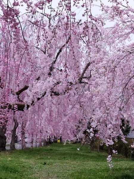 今年は全国的に桜の開花が早く、野暮用もあったりしてなかなかお花見の機会も取れない状態でした。<br />関東地方では散り始めた桜ですが、東北（福島県）にはまだ残ってるかな・・・と一抹の不安を抱えながらの出発です。<br />時期的に私の誕生日と重なったため、誕生日旅行となりました。