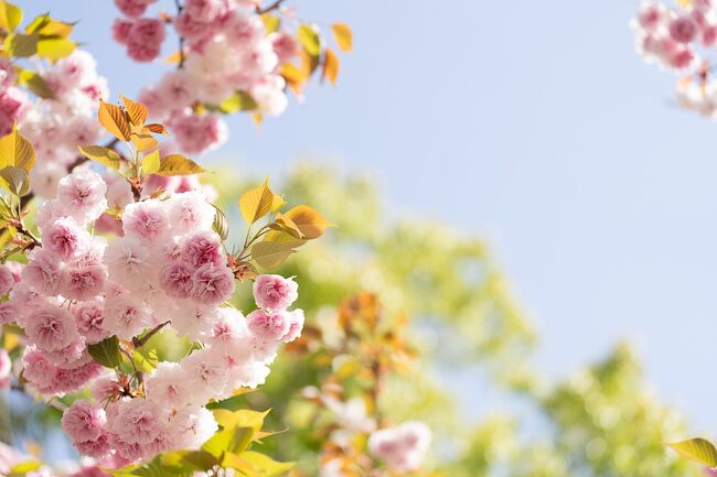 昨年も行ったお気に入りの 大阪造幣局の桜の通り抜け<br /><br />そもそも通り抜けできる期間が短いので 八重桜の咲き具合などを 気にしなくても<br /><br />ぴったりの日にちで行かれるところと 八重桜の種類の多さが気に入ってます<br /><br />ピンク色のは 枝垂れてきたりで とってもかわいいです。<br /><br />ネットで事前予約が必要です。<br /><br /><br />そして 今回は奈良に宿泊して 以前から行きたかった二月堂の 夕景を撮りに行ってみました。<br /><br />