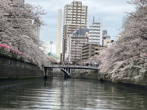 まだまだコロナが落ち着かないけれど、旅行支援クーポンを使って中学生の息子を連れて国内旅行。<br />久々の東京ディズニーは昔と色々変わっていて、有料ファストパスってやつになってました。<br />ついでに東京観光も。<br />浅草で謎解きしたり、目黒川の桜をクルーズ船から観賞したり、東京ジョイポリスでＶＲのゲームをしてみたり・・・<br />とにかく人が多い、どこ行っても並んでばっかりの旅でした。