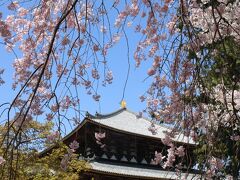 奈良の桜めぐり（東大寺）