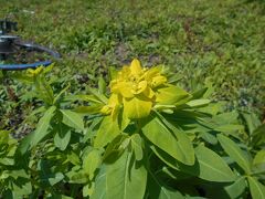 淀川の鵜殿での植物観察