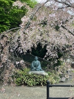 本日は大阪阿倍野橋から吉野山へ１日かけて桜を見に行く予定も<br />今年は開花が早くもう葉桜になっているらしく予定を変更有馬温泉から六甲山へ向かいます