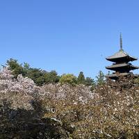 春の京都を楽しむ②比叡山と仁和寺