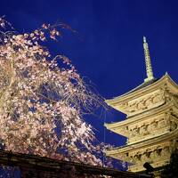 京都でお花見