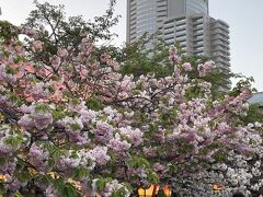 2023年4月　桜めぐり・造幣局桜の通り抜け