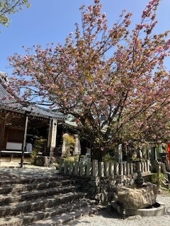 今回の旅のメインになるはずだった吉野山<br />開花が早くて葉桜に最終日に軽く回ります。