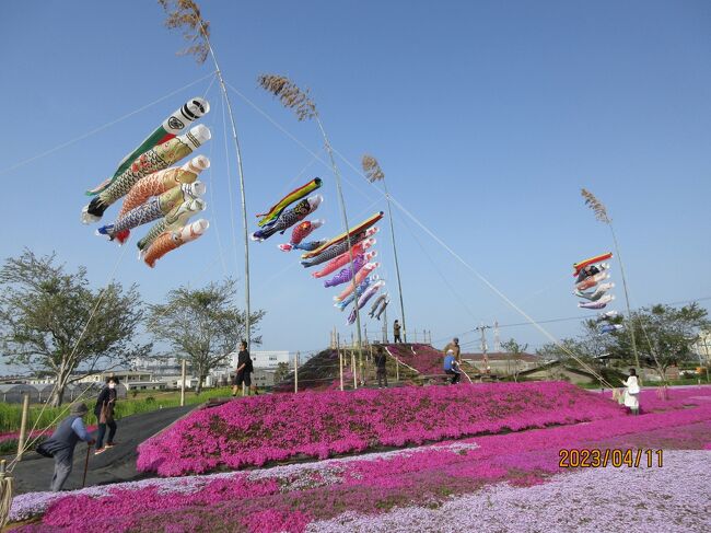 七十二候・鴻雁北（こうがんかえる）：東庄町ふれあいセンターの芝桜を鯉のぼりと共に楽しむ。