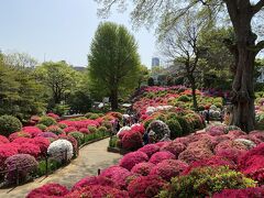 2023年4月　根津神社つつじまつり＆上野公園ぼたん祭