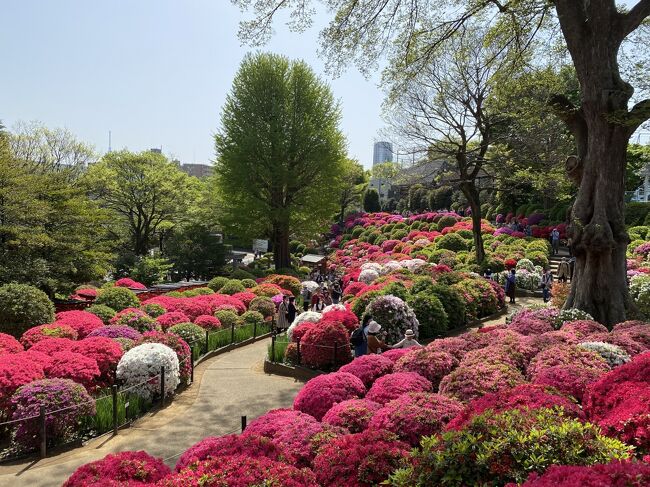 根津神社のつつじが満開となったとの情報を得たので、早速行ってきました。<br />つつじを満喫した後はそのまま上野公園に歩いて行ってきました。