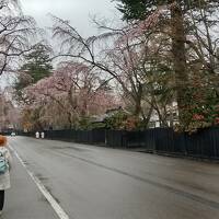 桜の開花を追って角館へ