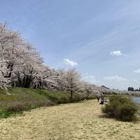 2023年4月　角館＆弘前で花見　1日目