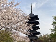 弾丸日帰り京都の桜